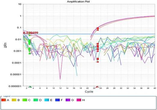 Detection of pig using real-time PCR system.