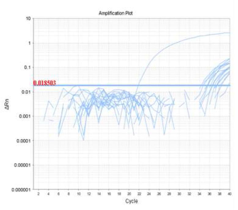 Detection of cow from halal foods by real-time PCR using D-loop primer.