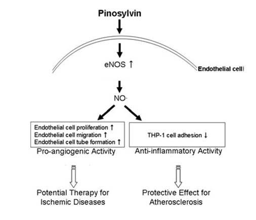 저농도의 pinosylvin이 혈관기능에 미치는 효과 요약 그림