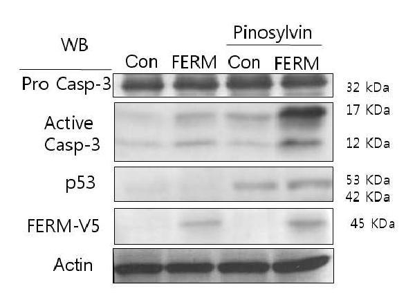 Pinosylvin 처리 혈관내피세포에서 FAK이 절단되어 FERM 도메인이 형성되는 결과