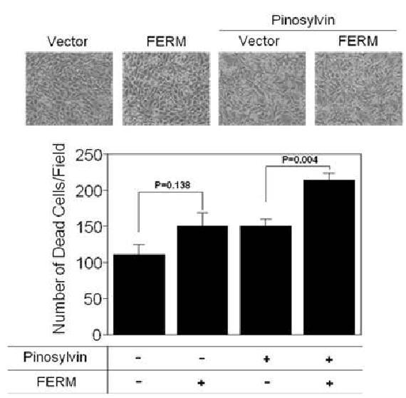 FERM의 과발현이 고농도의 pinosylvin에 의한 세포사멸을 증진시킨 결과