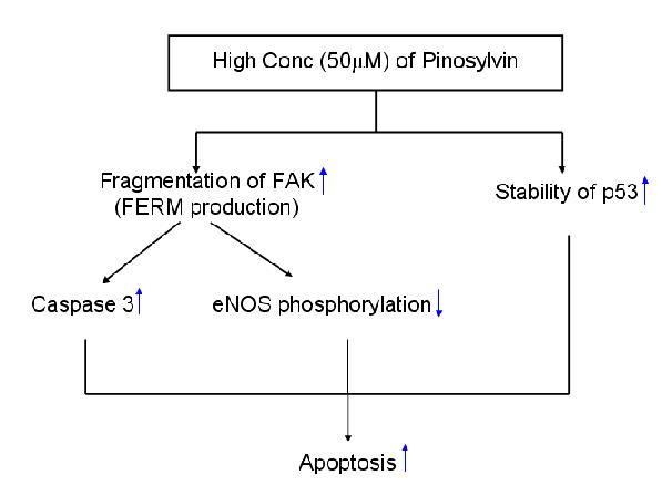 고농도 pinosylvin의 내피세포 세포사멸 경로