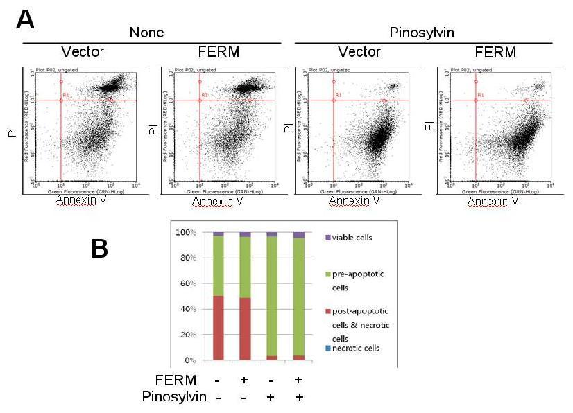 FACS를 통한 post-apoptosis 혹은 necrosis에 미치는 고농도 pinosylvin 효과
