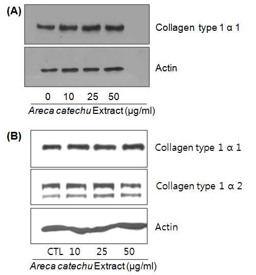 Effect of Areca catechu extract on collagen production in dermal fibroblasts