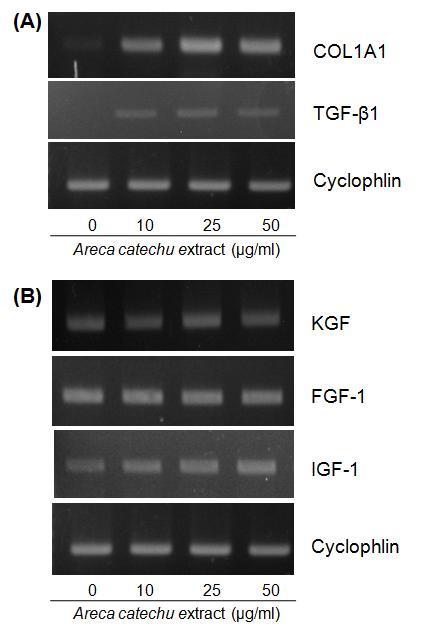 Dermal fibroblasts were treated with Areca catechu extract (ACE) at the indicated concentrations for 2 days.