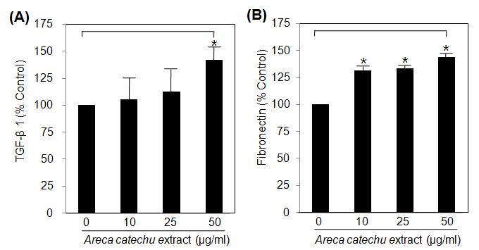 Effect of Areca catechu extract on collagen production in dermal fibroblasts