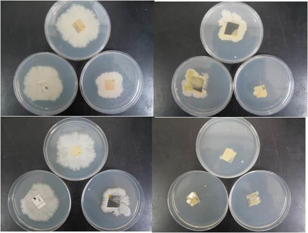 Plate Count Agar 배지와 접촉된 여러 책장 표면(1 cm2)의 미생물 성장