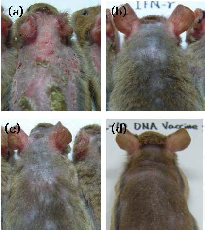 Clinical skin features in atopy mouse model