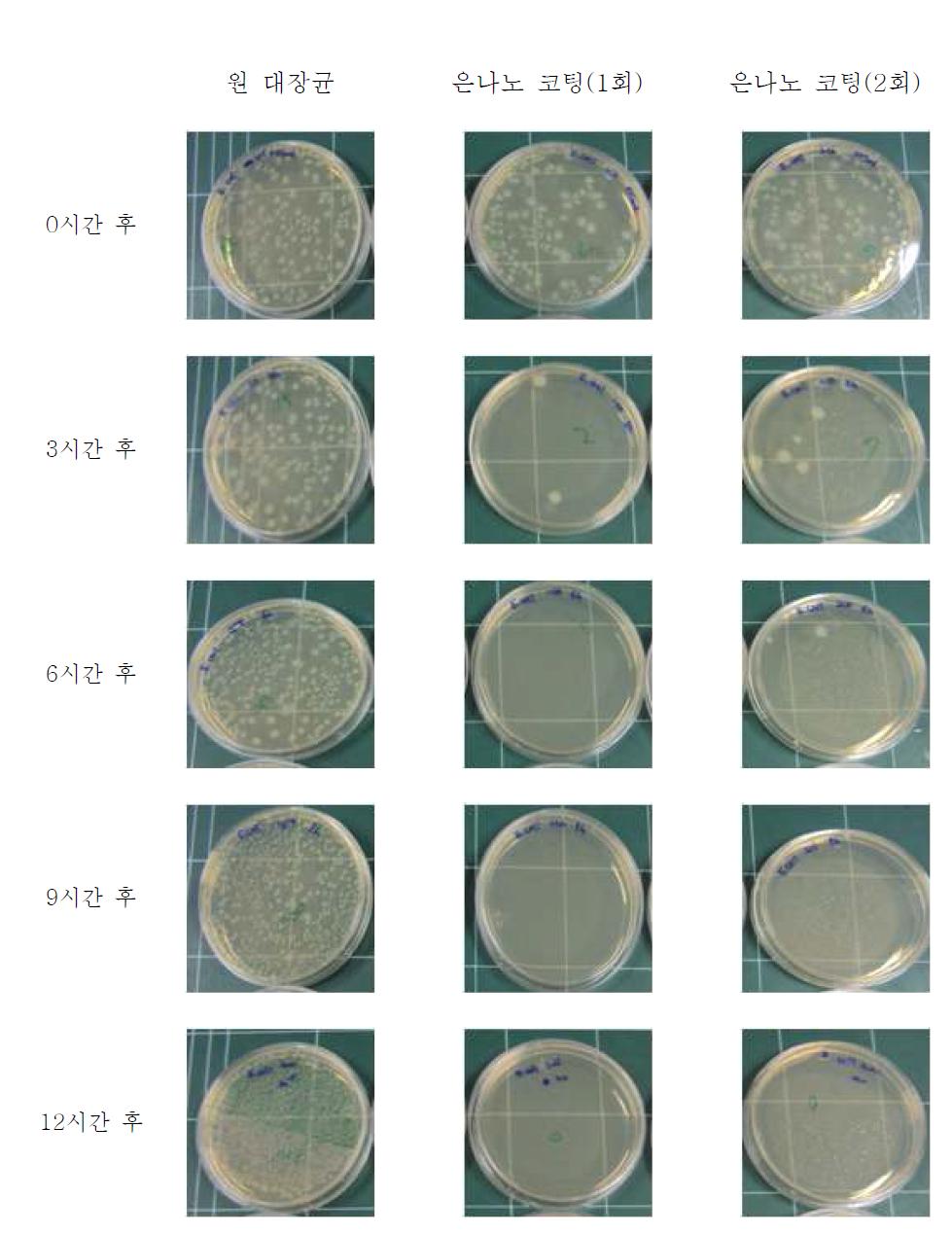 은 나노 코팅에 의한 대장균(E. coil) 배양 결과