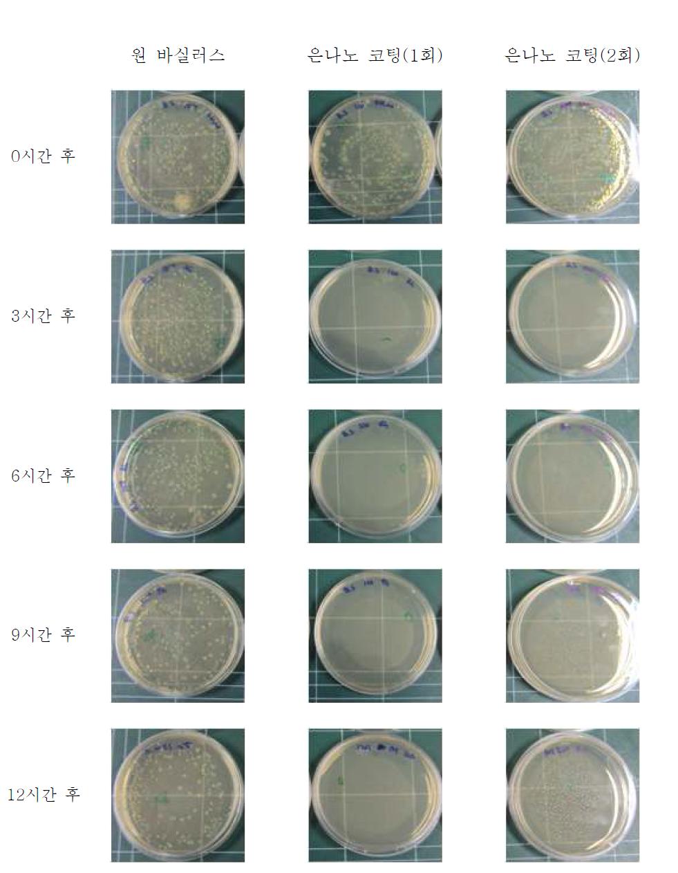 은 나노 코팅에 의한 바실러스 서브틸리스(Bacillus subtillis) 배양 결과