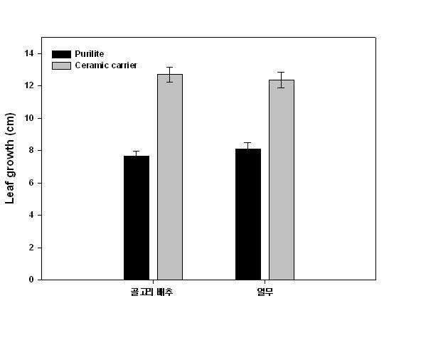 퓨리라이트와 세라믹 담체에서의 골고리 배추의 초엽의 길이 생장