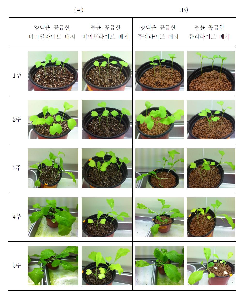 무처리된 버미큘라이트와 퓨리라이트 배지에서 골고리 배추의 생장변화