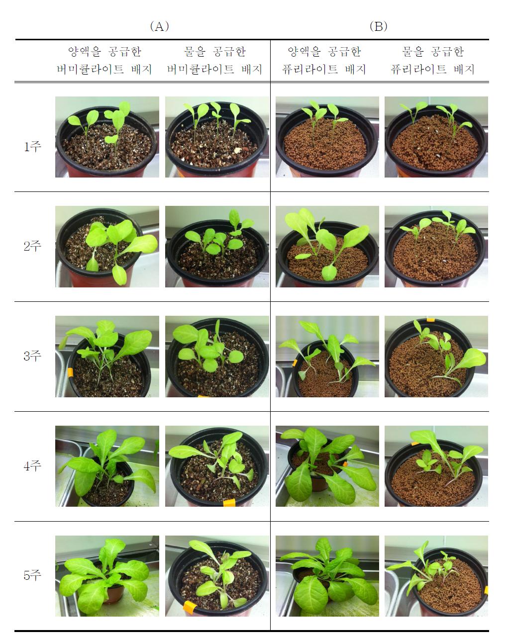 무처리된 버미큘라이트와 퓨리라이트 배지에서 상추의 생장변화