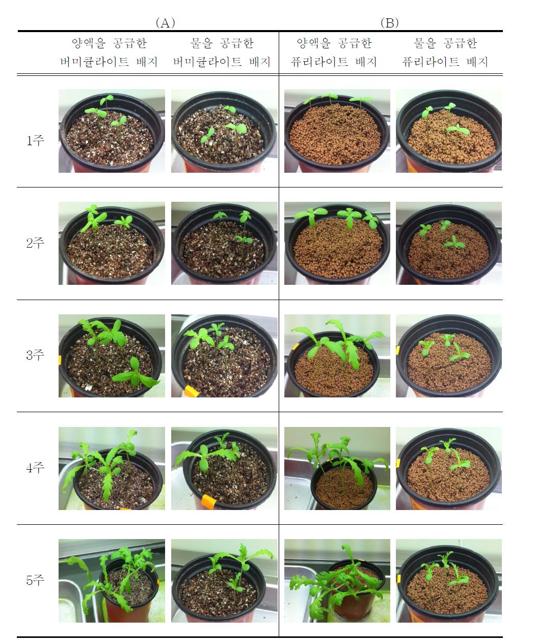 무처리된 버미큘라이트와 퓨리라이트 배지에서 쑥갓의 생장변화