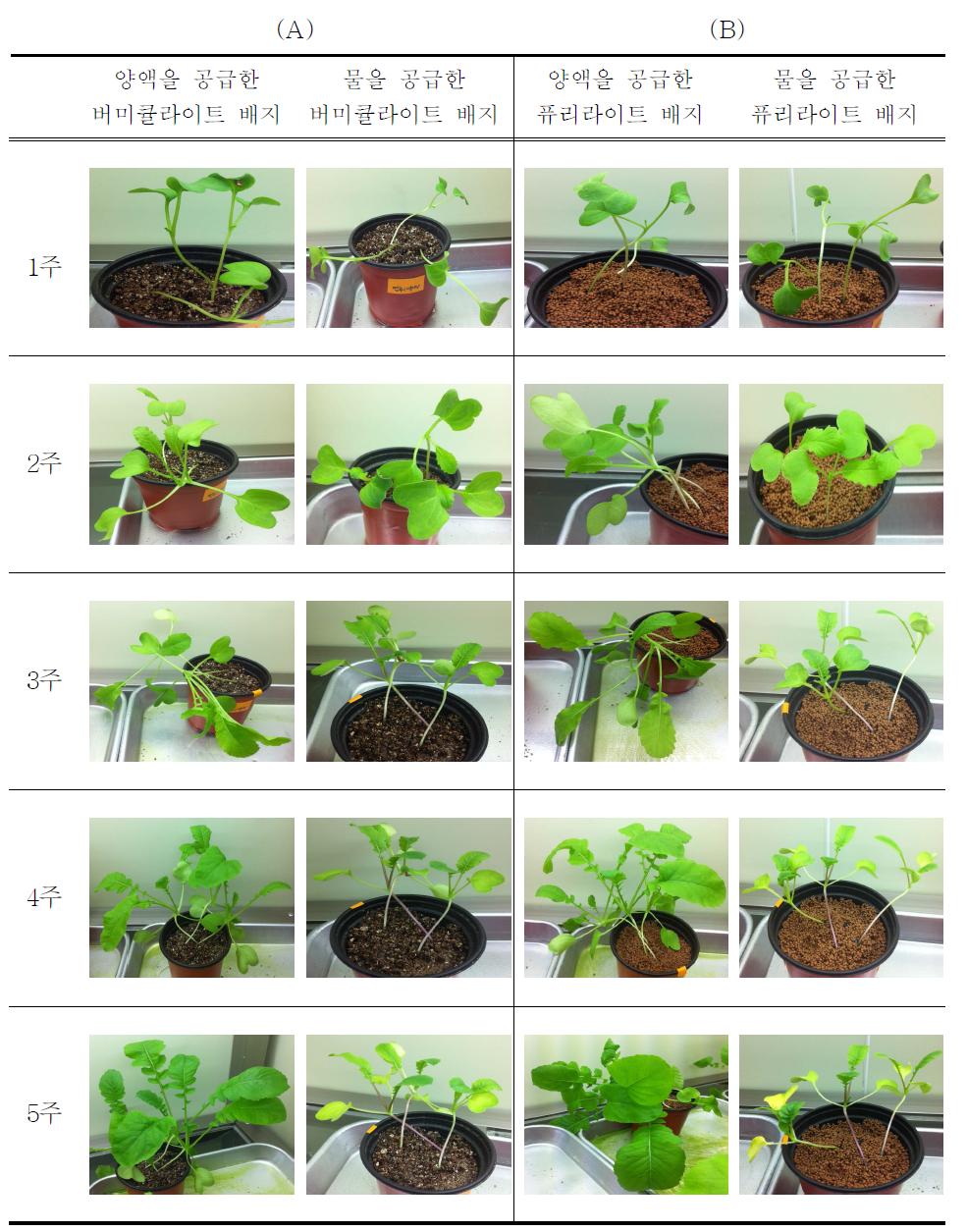 무처리된 버미큘라이트와 퓨리라이트 배지에서 열무의 생장변화