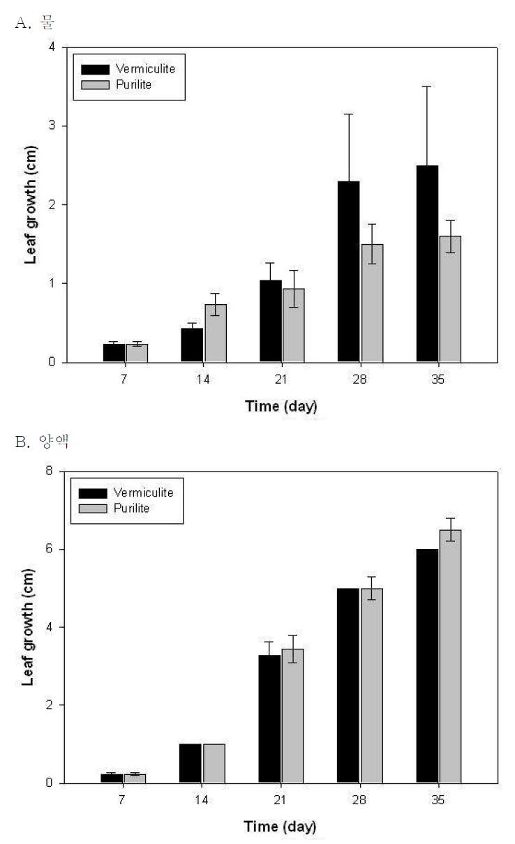 무처리된 버미큘라이트와 퓨리라이트 배지에서 쑥갓의 초엽의 길이생장 변화