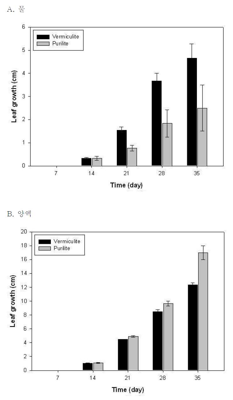 무처리된 버미큘라이트와 퓨리라이트 배지에서 토마토의 초엽의 길이생장 변화