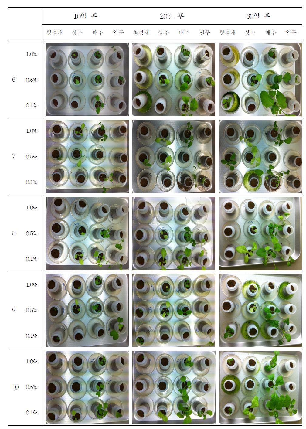 비료 종류와 농도에 따른 작물의 생장변화 (비료 6∼10)