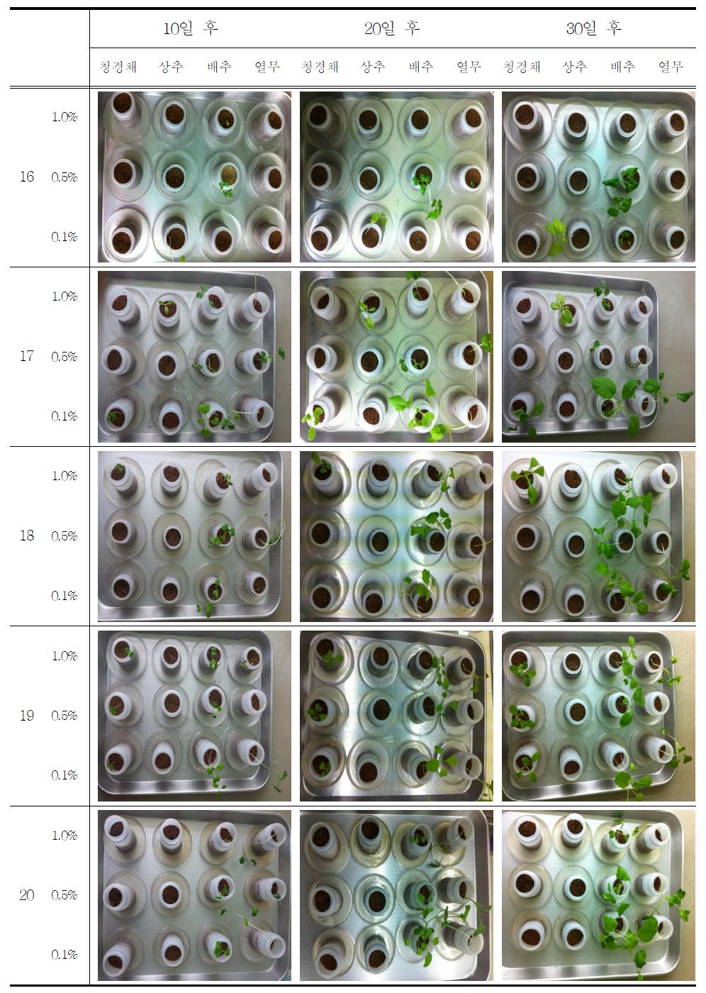 비료 종류와 농도에 따른 작물의 생장변화 (비료 16∼20)