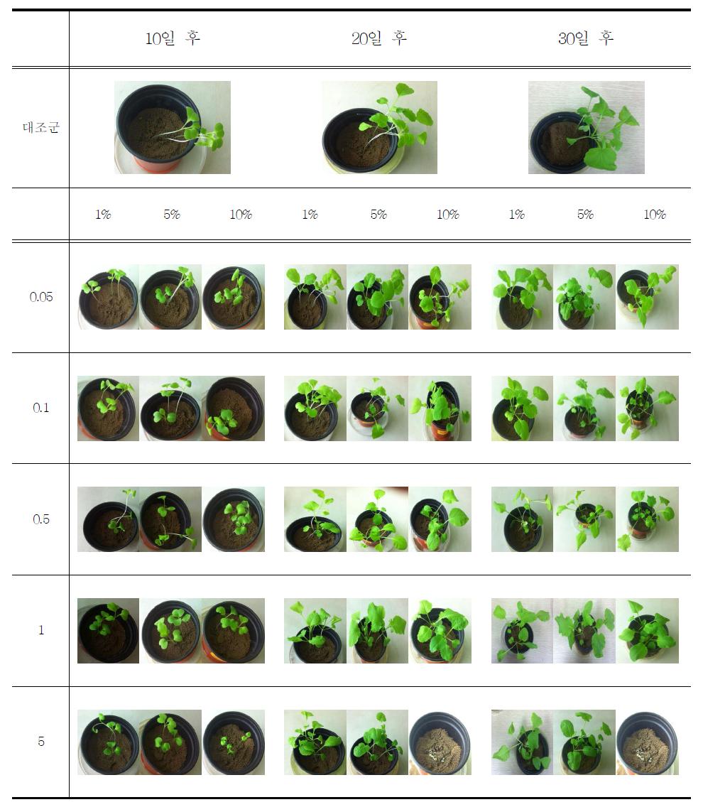 요소 비료 함침 농도에 따른 골고리 배추의 생장변화