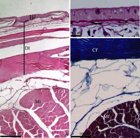 넙치 등 피부조직. A: H-E stain. B: AB-PAS reaction. C: Masson's trichrome stain. Cf: collagen fiber, Dl: dermal layer, El: epidermal layer, Mc: mucous cell, Mf: muscle fiber, Ml: muscle layer.