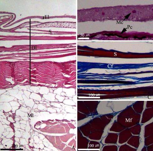 넙치 배 피부조직. A: H-E stain. B: AB-PAS reaction. C: Masson's trichrome stain. D: Masson's trichrome stain. Cf: collagen fiber, Dl: dermal layer, El: epidermal layer, Mc: mucous cell, Mf: muscle fiber, Ml: muscle layer. Pc: pigment cell, S: scale.