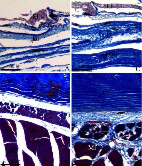 조피볼락의 등과 배의 피부조직 . A and B: dorsal skin, Masson' trichrome stain. C and D: ventral skin, Masson's trichrome stain. Cf: collagen fiber, Dl: dermal layer, El: epidermal layer, Mf: muscle fiber.