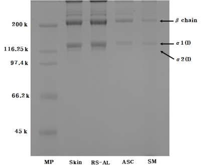 넙치의 껍질의 SDS-PAGE. Marker protein (MP), skin, residues after alkali extraction (RS-AL), acid-soluble collagen (ASC), and skin meal (SM).