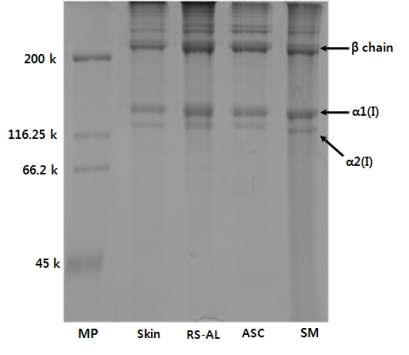 조피볼락 껍질의 SDS-PAGE. Marker protein (MP), skin, residues after alkali extraction (RS-AL), acid-soluble collagen(ASC), and skin meal (SM).