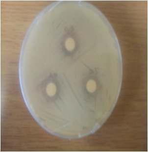 Antibacterial acitivity of fermented mushroom by-product against Salmonella enterica subsp.