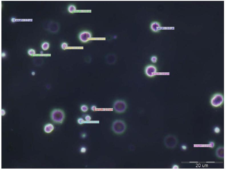 Microscope image of glycolipid surfactant & phospholipid surfactant & aminolipid surfactant & nonionic surfactant cream