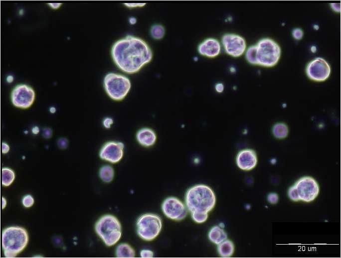 Microscope image of process 2