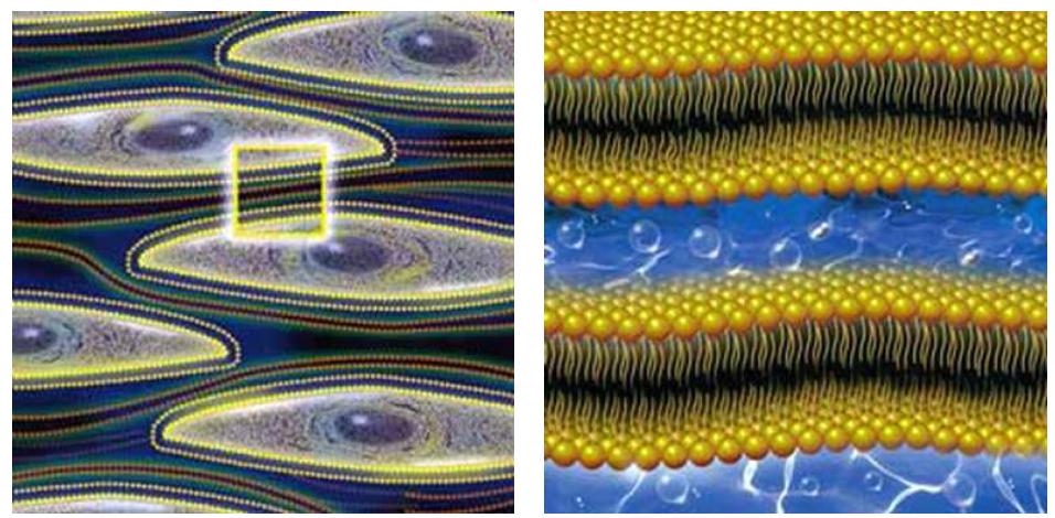 Illustration of intercelluar lipid