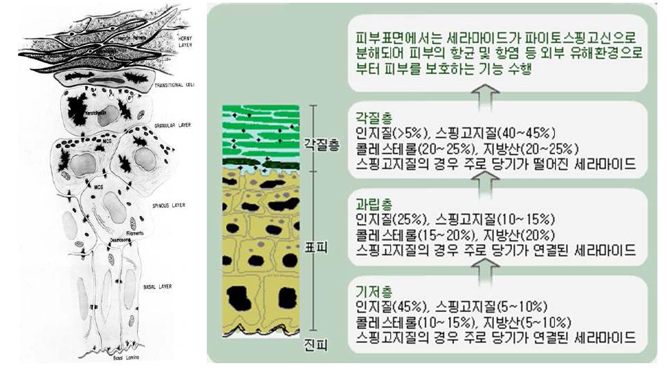 schematic of skin