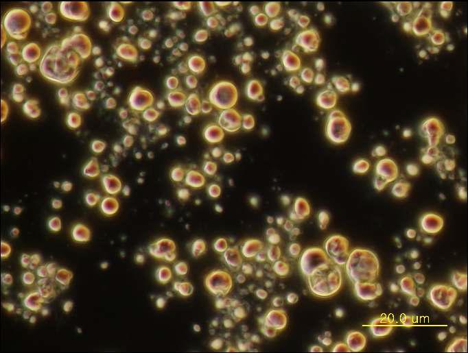 Microscope image of process7