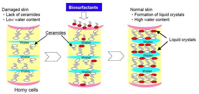 생체형 계면활성제가 피부각질층에 적용되어 세포사이를 채우는 모식도