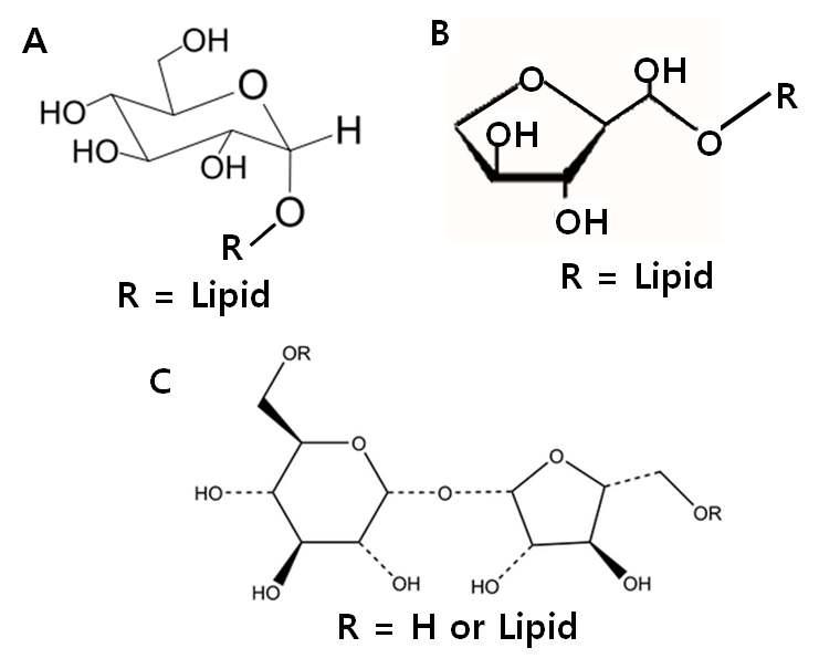 Structure of glucolipid.