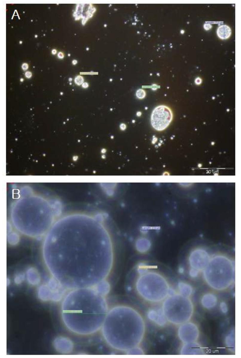 Microscope image of glycolipid surfactant cream (2)