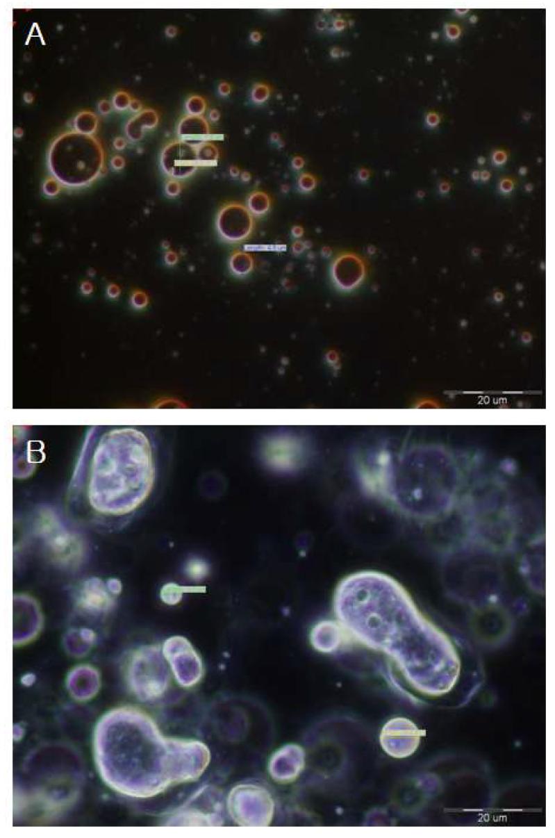 Microscope image of glycolipid surfactant cream(3)