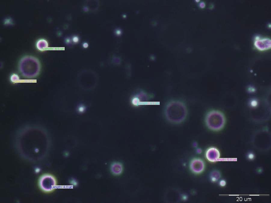 Microscope image of glycolipid surfactant & nonionic surfactant cream(x800).