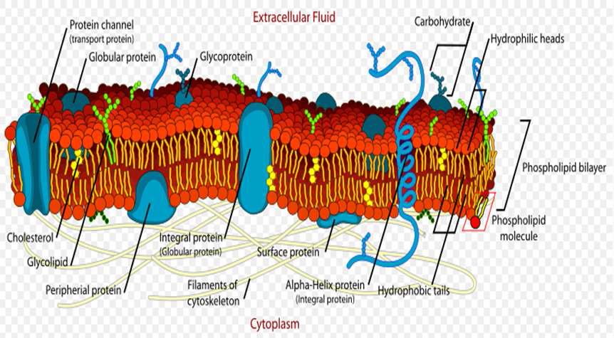 Illustration of a eukaryotic cell membrane