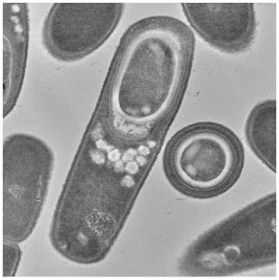Photograph of Bacillus subtilis.