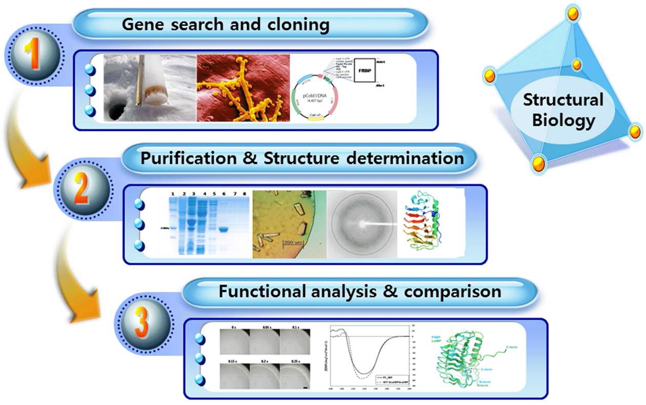 저온활성 단백질의 삼차구조 해석 과정