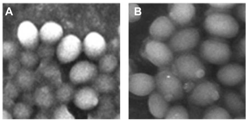 SEM images showing the surface morphology of (A) normal yeast cells and (B) yeast cells cultured with Cr3+ and then treated with sensor 1 (before performing microscopy, the cells were washed with a CH3CN/H2O (8:2, v/v, pH = 7.0) solvent mixture).