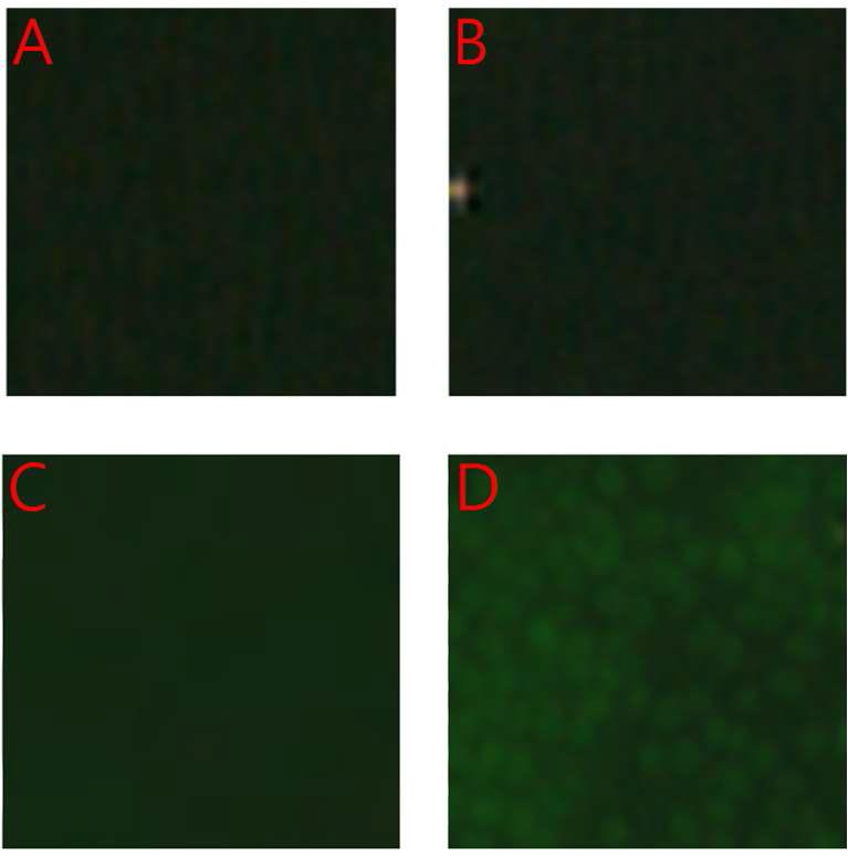 Microscopic images of (A) blank microbe cells, (B) microbe cells cultured in medium enriched with Zn2+, (C) blank microbe cells treated with sensor 10, and (D) microbe cells cultured in medium enriched with Zn2+ and treated with sensor 10. Before per forming the analysis, the microbe cells were washed with a DMSO/CH3CN (1:9, v/v) solvent mixture.