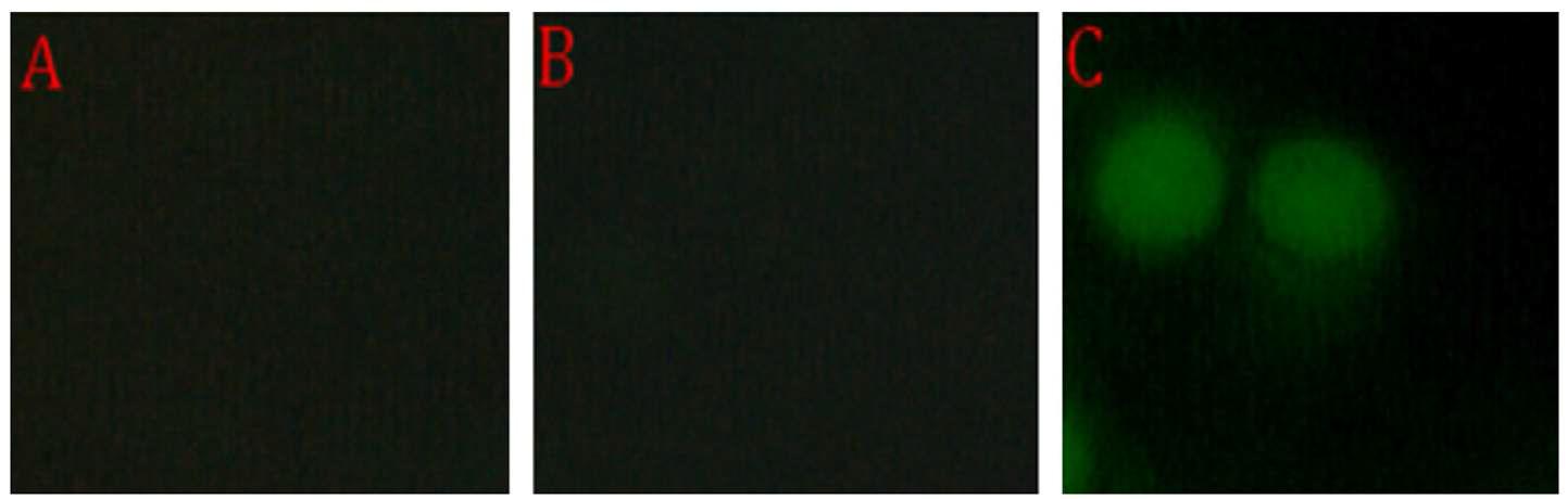 Microscopic images of (A) blank microbe cells; (B) microbe cells cultured in medium enriched with Ba2+, and; (C) microbe cells cultured in medium enriched with Ba2+ and treated with sensor 16. Before performing microscopy, the microbe cells were washed with a THF/H2O (8:2, v/v) solvent mixture