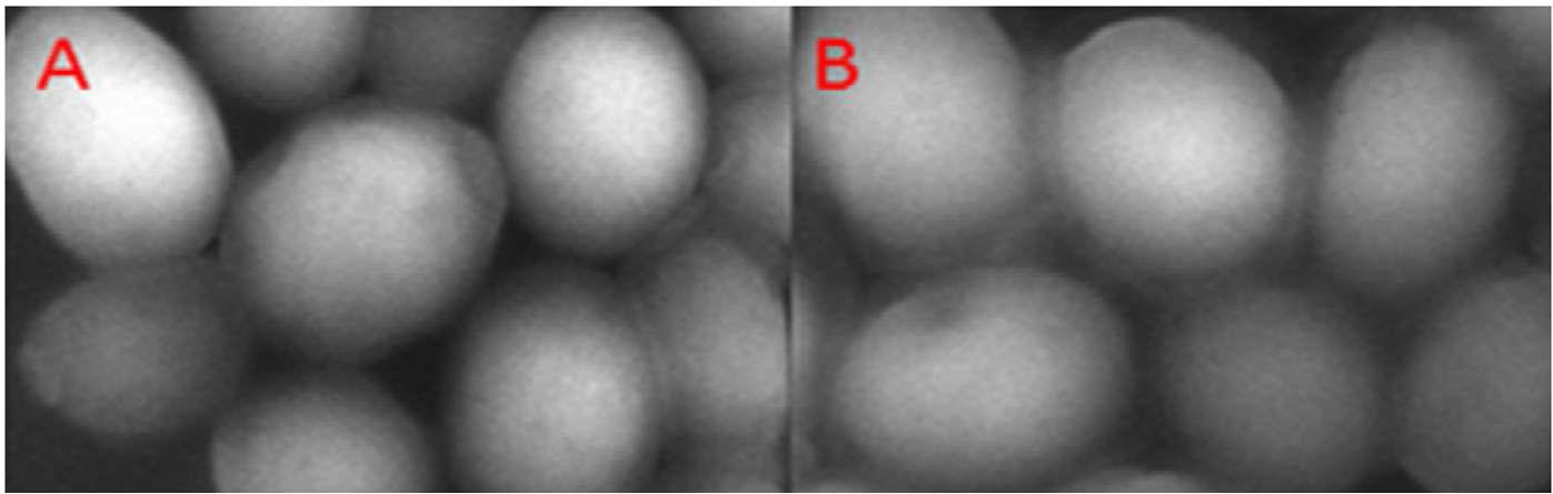 SEM images showing the surface morphology of (A) normal microbe cells and; (B) microbe cells cultured with Ba2+ and treated with sensor 16. Before performing microscopy, the microbe cells were washed with a THF/H2O (8:2, v/v) solvent mixture.