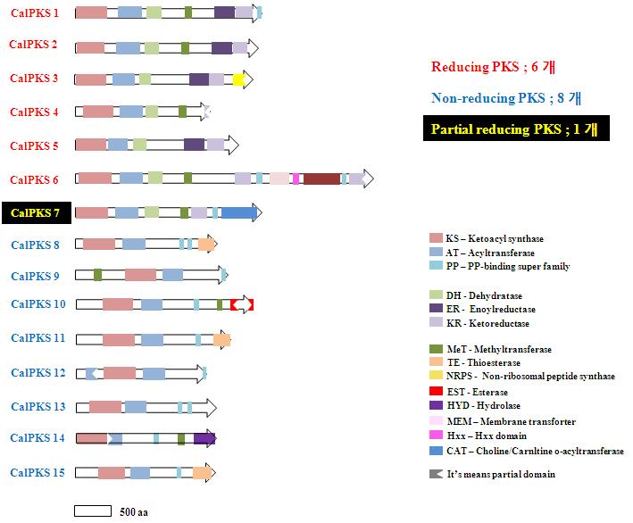 Domain Architecture of Caloplaca flavoruvescens PKS Genes