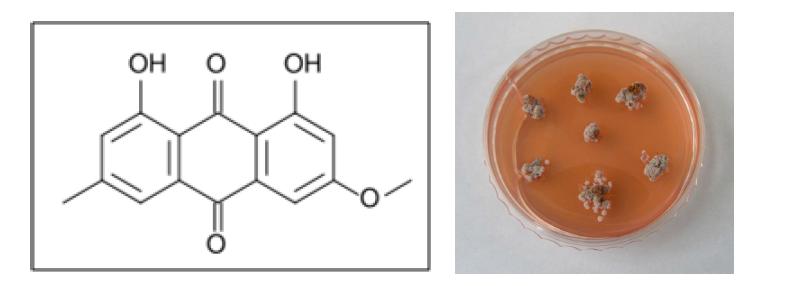 Caloplaca 속의 대표적인 이차대사산물 aromatic product parietin