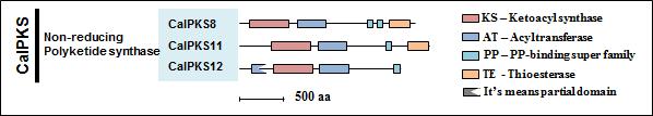 선별된 3개의 CalPKSs protein domain structure.